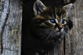 kitten through a wooden fence