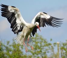 flying rattle stork