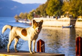 Dog is on a pier near the Lake