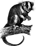 possum stands on a tree branch