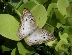 Wildlife Butterfly