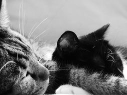 cats sleep black and white photo