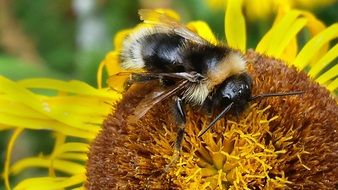 Bee on yellow blossom Macro photo