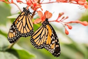 two identical butterflies