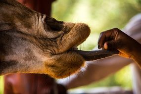 man feeds giraffe, Africa