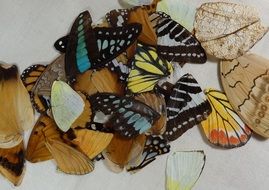 dry multi-colored butterfly wings