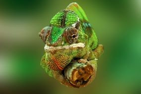 chameleon on the tree branch