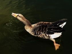 Swimming white-fronted goose portrait