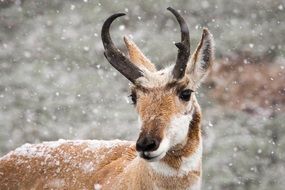 deer in the wild in winter