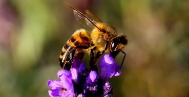 bee on colorful flower of lavender closeup