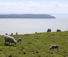 sheep grazing by the seaside