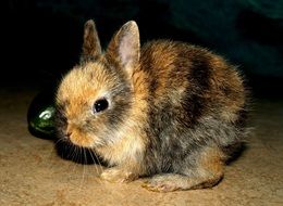 Cute hare baby