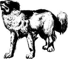 Canine Dog Mammal drawing