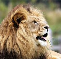 relaxed lion close-up