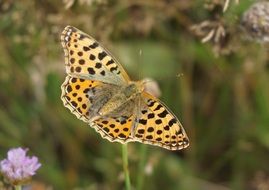 beautiful butterfly with leopard wings close-up on blurred background