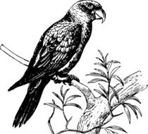black and white picture of a parrot