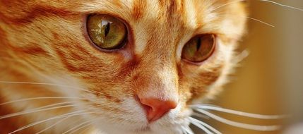 portrait of a red tabby cat