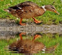 duck on the lakeside