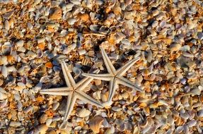 two sea stars are on small shells