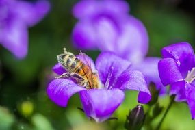 bee collecting nectar from the purple flower