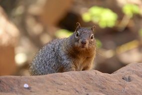looking grey squirrel