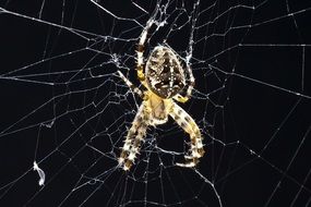 spider on the web in close up