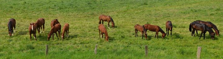 brown horses graze on a green meadow