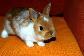 a little bunny