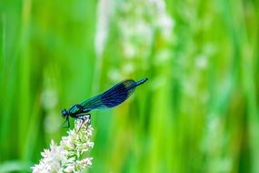 blue dragonfly on a flower on a blurred background