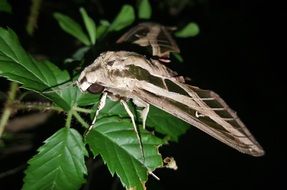 Sphinx moth on plant close-up on blurred background