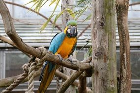 pretty Macaw Parrot in captivity