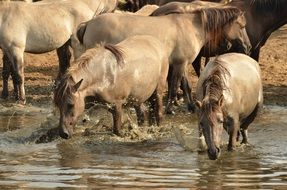 herd of horses at a watering place