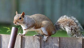 grey squirrel on the wooden fence