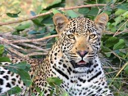 leopard lies among the branches