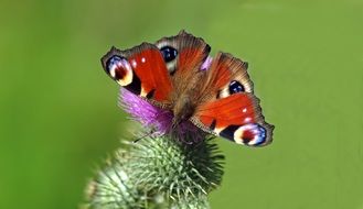 wonderful peacock butterfly in wildlife