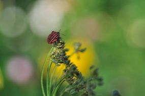 striped beetle on a green plant in nature