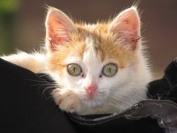 cute young cat