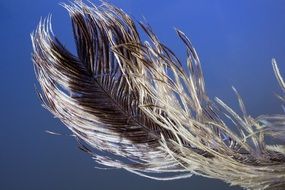 ostrich feather