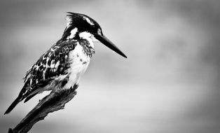 black and white photo of kingfisher