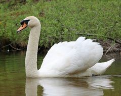 gorgeous Swan