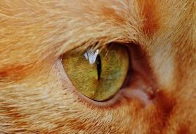 green eye of a red cat close up