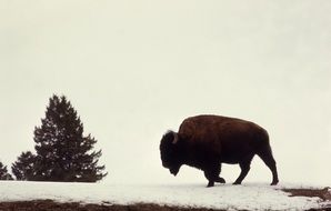 Bison on a field in winter