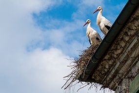 two storks on the roof