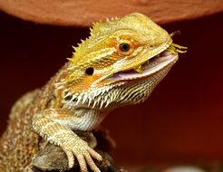 wild bearded dragon in Australia