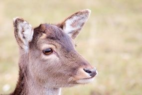 Wild Roe Deer on a field