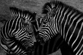 two zebras in black-white background
