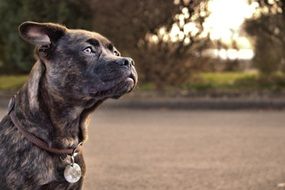 Beautiful colorful pedigree dog with a medal on his neck