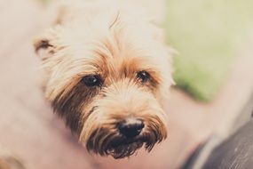 Dog muzzle Retro foto