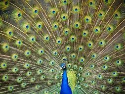 royal peacock with deployed tail