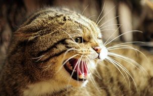 cat with sharp fangs